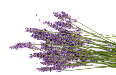 Fresh lavender flowers isolated on white, top view  
