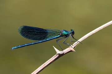Banded demoiselle