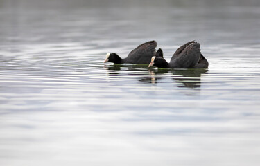 Swimming birds. Water nature background. Eurasian Coot (Fulica atra).