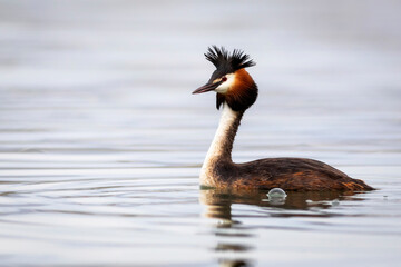 Swimming bird. Great Crested Grebe. Podiceps cristatus. Water nature background.