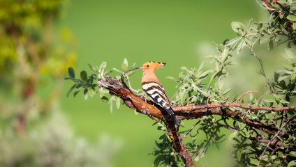 Eurasian Hoopoe. (Upupa epops). Green nature background. 