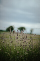 Wild grasses growing by a fence boundary next to a meadow in springtime