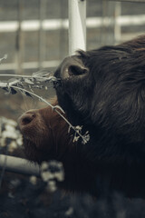 Krowa szkocka, szkocka rasa wyżynna © Aleksandra