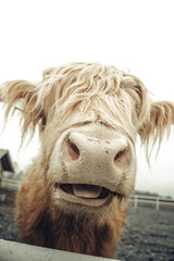 Krowa szkocka, szkocka rasa wyżynna © Aleksandra