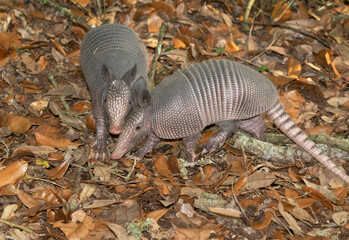 Two young nine-banded armadillos (Dasypus novemcinctus) foraging in soil together, Texas
