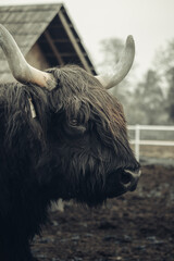 Krowa szkocka, szkocka rasa wyżynna © Aleksandra