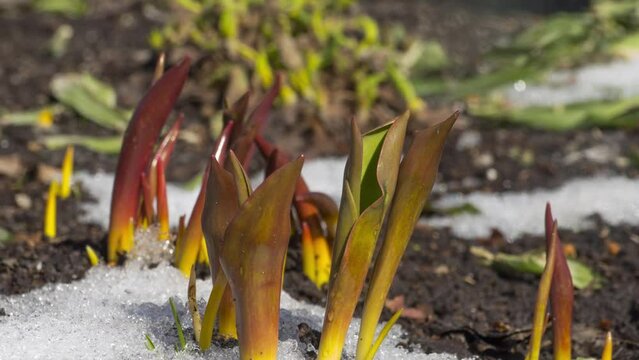 Snow melts in early spring and tulip flowers grow in the sun, time lapse
