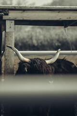 Krowa szkocka, szkocka rasa wyżynna © Aleksandra