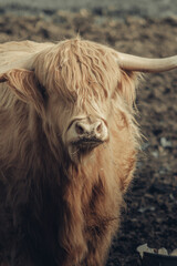 Krowa szkocka, szkocka rasa wyżynna © Aleksandra