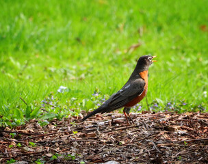 robin on the grass
