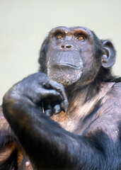 Fototapeta na wymiar A close up chimpanzee portrait (Pan troglodytes)
