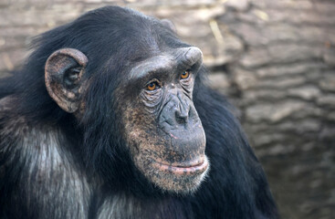 black chimpanzee ( Pan troglodytes), close up view