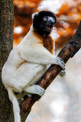 portrait of a Crowned Sifaka Propithecus coronatus