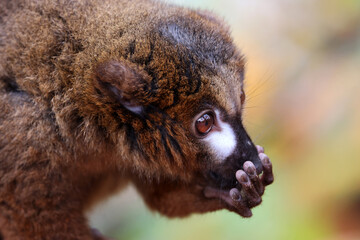 The red-bellied lemur (Eulemur rubriventer)