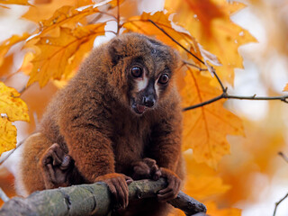 The red-bellied lemur (Eulemur rubriventer) © Edwin Butter