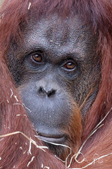 The Bornean orangutan (Pongo pygmaeus) © Edwin Butter