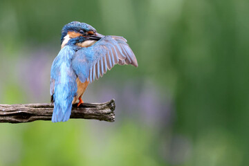 The common kingfisher (Alcedo atthis), also known as the Eurasian kingfisher and river kingfisher