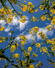 Fields with rapeseed on a sunny day. Rapeseed cultivation.