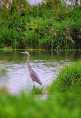 Great Blue Heron