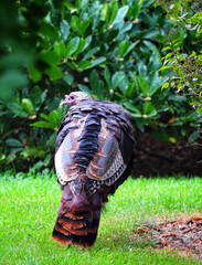 Wild Turkey