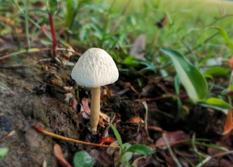 Single white mushroom in world largest mangrove forest called Sundarbans at Bangladesh.