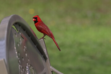 red cardinal on a branch