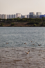 a swimming duck and a duckling