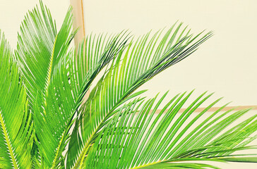 Сycas revoluta. Palm leaves on the background.
