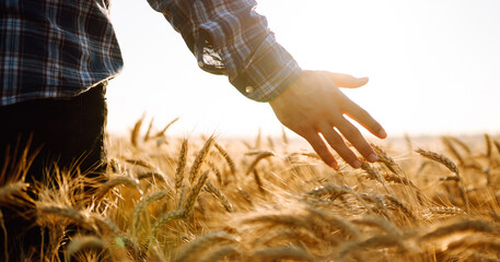 Amazing view with Man With His Back To The Viewer In A Field Of Wheat Touched By The Hand Of Spikes. Agriculture, organic gardening, planting or ecology concept.