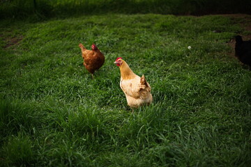 Chickens free ranging on a small farm in the country. Small scale poultry farming in Ontario, Canada.	