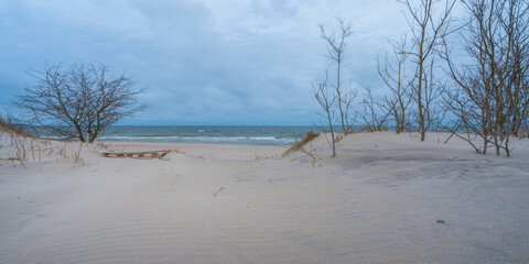 forest on the coast of the Baltic Sea on a cloudy day in autumn