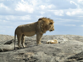 lion and lioness resting after mating
