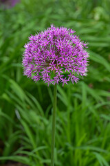Blooming Allium, (a.k.a. Ornamental Onion, a unique, globe-shaped blooms are made up of hundreds of tiny flowers, at Stone Cottage Gardens, Gladwin, Michigan '22
