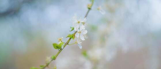spring flowers on tree branches under the warm sun, soft focus blurry background