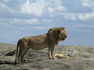 Obraz na płótnie Canvas lion guarding over a lioness as she sleeps