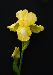Blooming Bearded Iris (Iris germanica), on black background, rich, butter yellow flower, subtle fragrance.