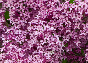 Bloomerang Purple Lilac (Syringa) tree.