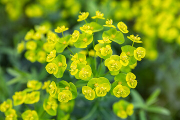 Euphorbia cyparissias