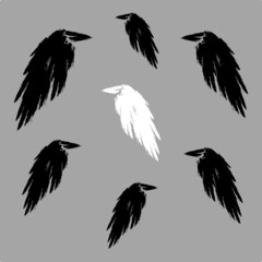 One white crow among all blacks crows. Not like everyone else concept. Vector illustration.