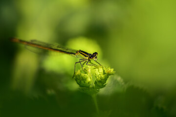 Dragonfly damselfly (Odonata) close up, green nature background