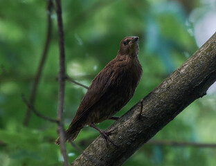 Young starling on a tree