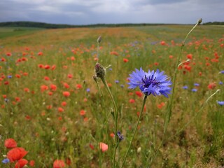 field of poppies