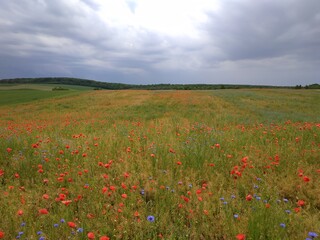field of poppies