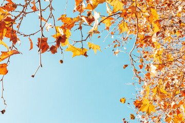 Fototapeta na wymiar Autumn orange and yellow leaves frame against blue sky.