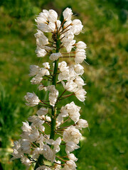 white flowers of Eremurus Robustus in the garden