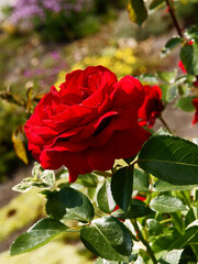 pretty red rose in the garden close up