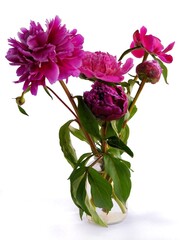 Pretty purple flowers of peonies isolated close up