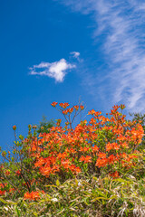 レンゲツツジと青空