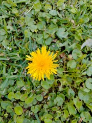 Sunflower standing alone on the grass