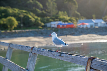 Seagull on railing of pier